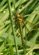 Dragonflies and Damselflies: Hairy Dragonfly (Brachytron pratense)